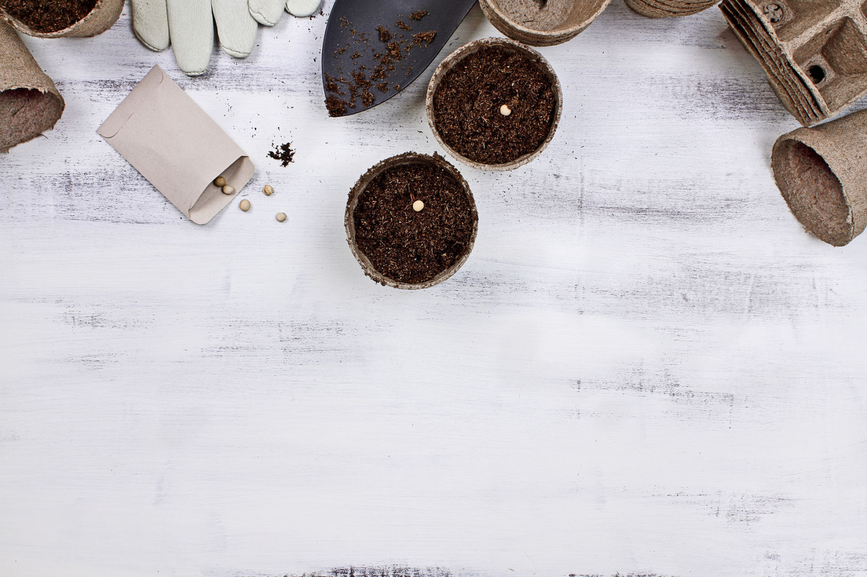 Seeds of innovation